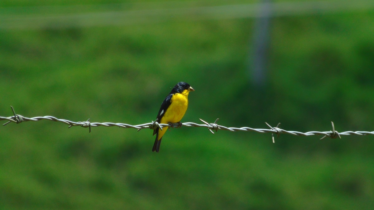 Lesser Goldfinch - ML646421441