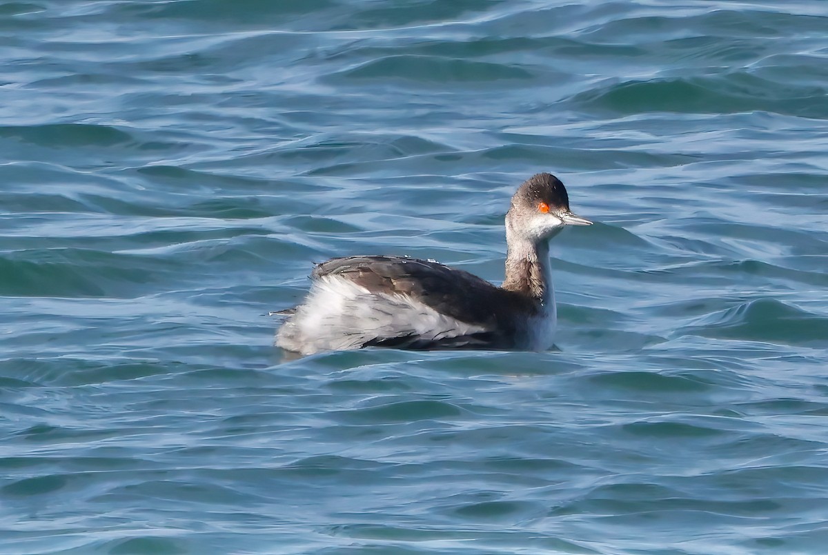 Eared Grebe - ML646421442