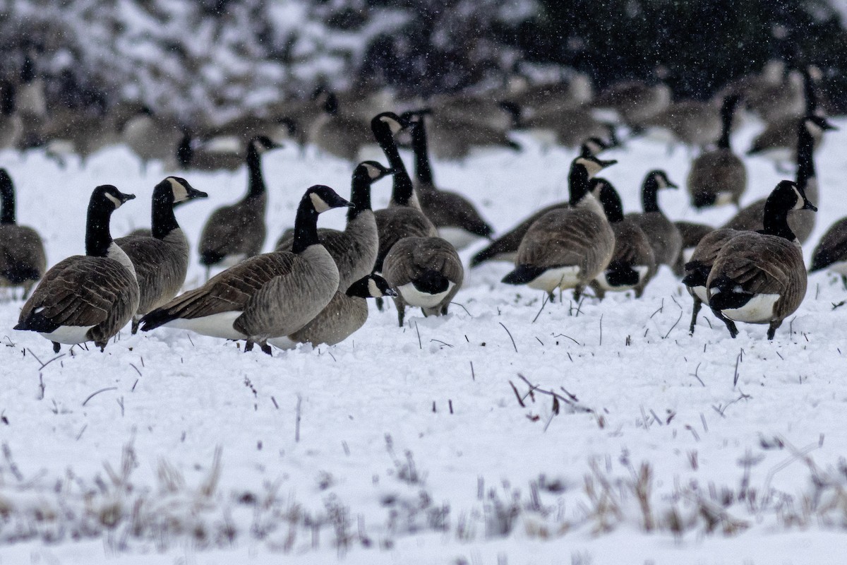 Cackling Goose (Richardson's) - ML646421444