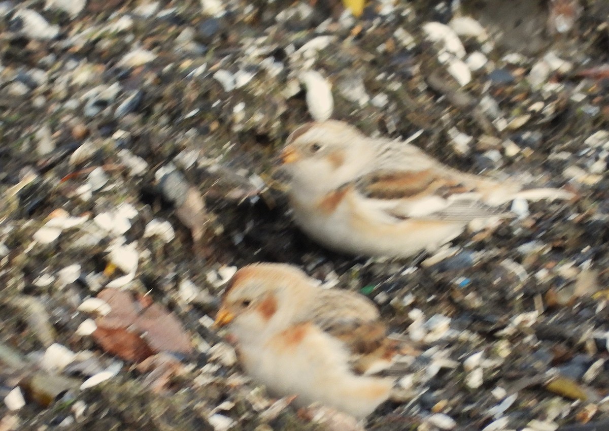 Snow Bunting - ML646421445
