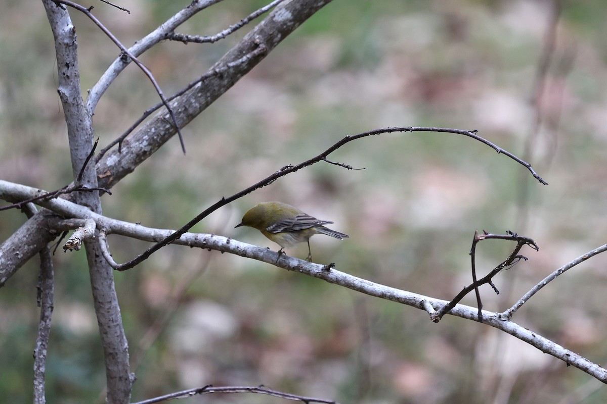 Pine Warbler - ML646421446