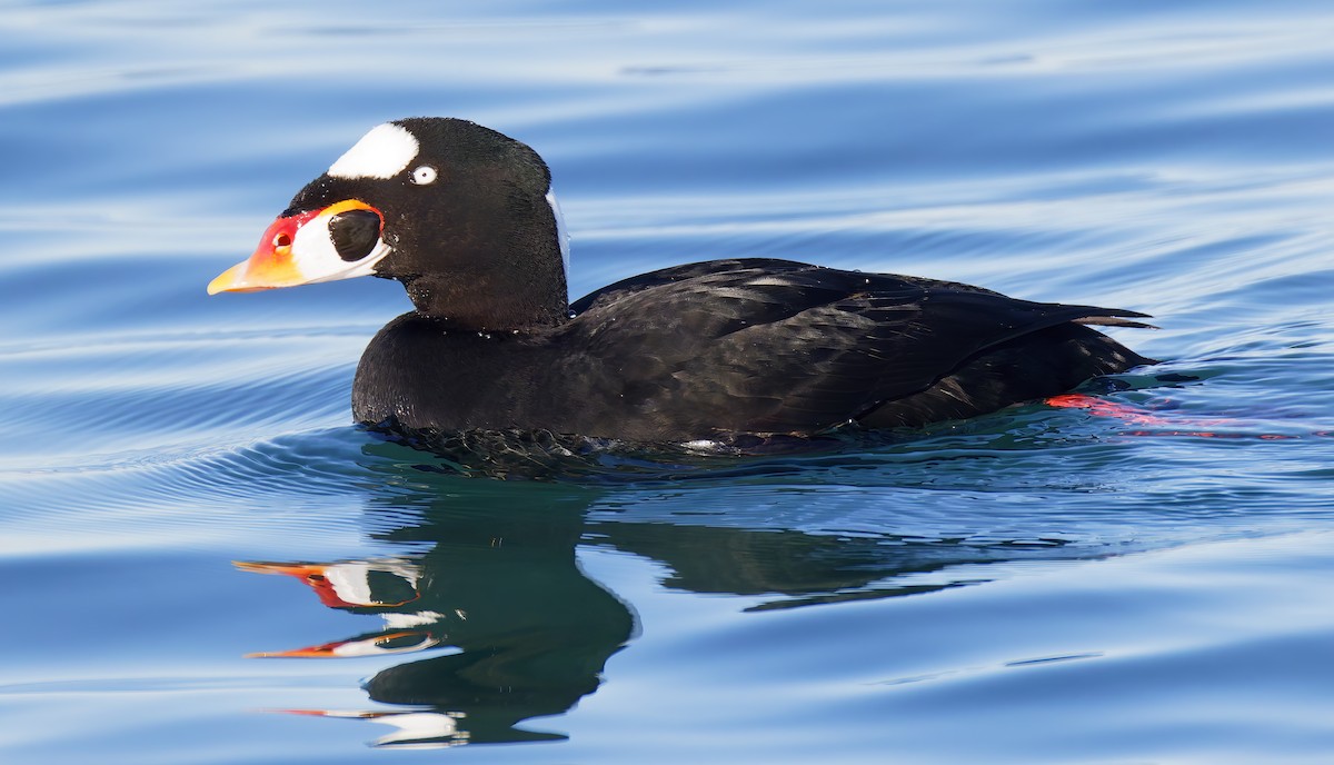 Surf Scoter - ML646421447