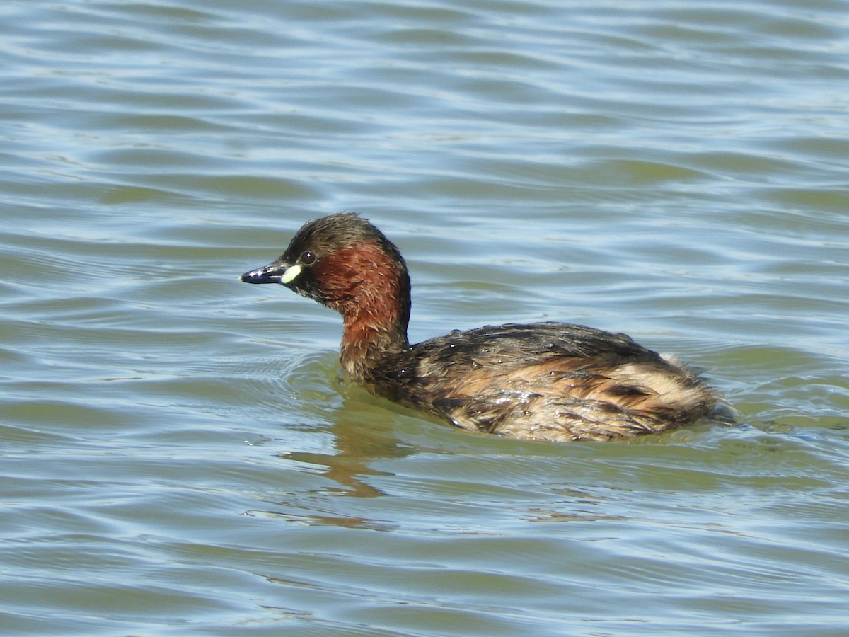 Little Grebe - ML646421449