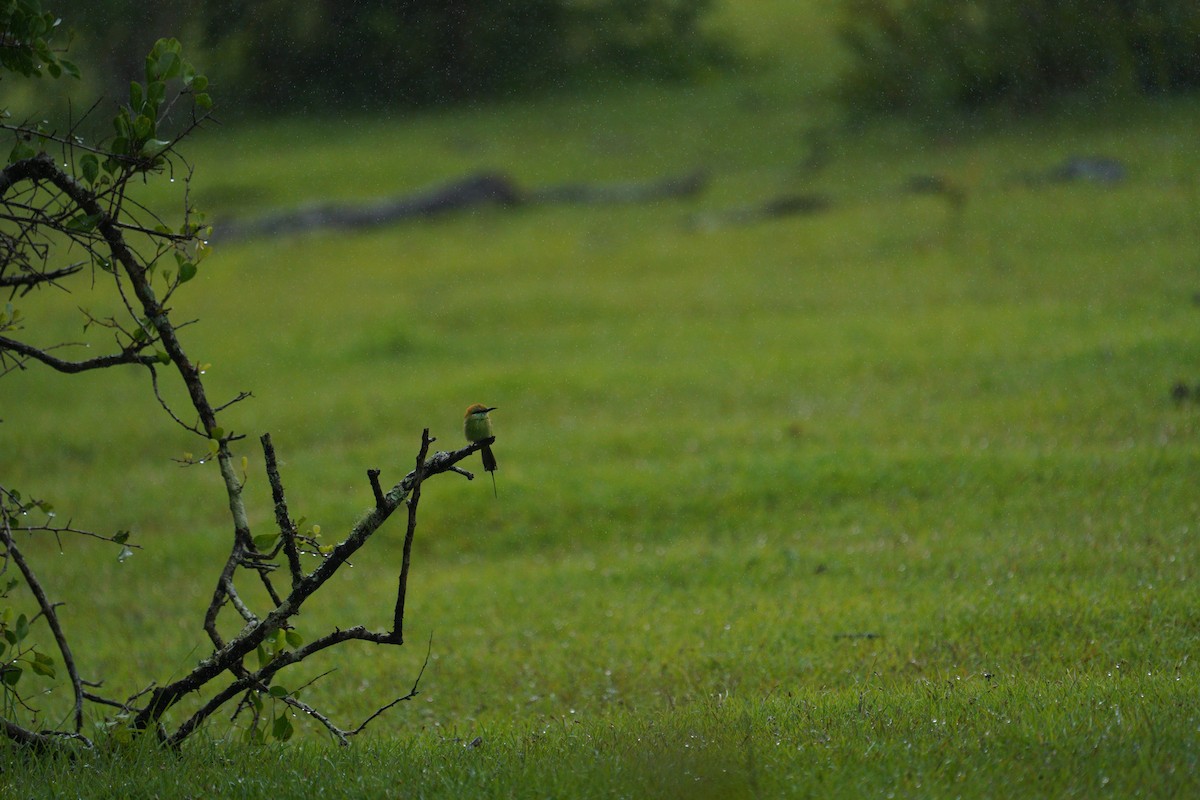 Asian Green Bee-eater - ML646421450