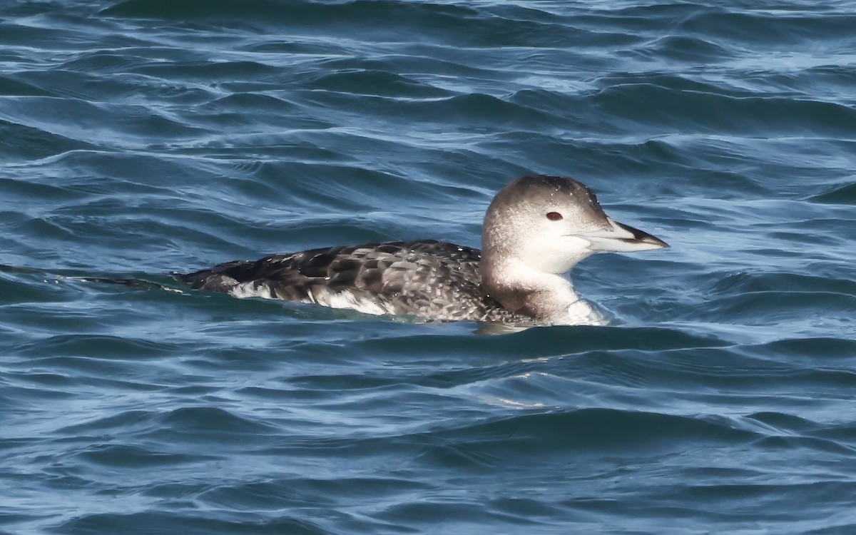 Common Loon - ML646421451