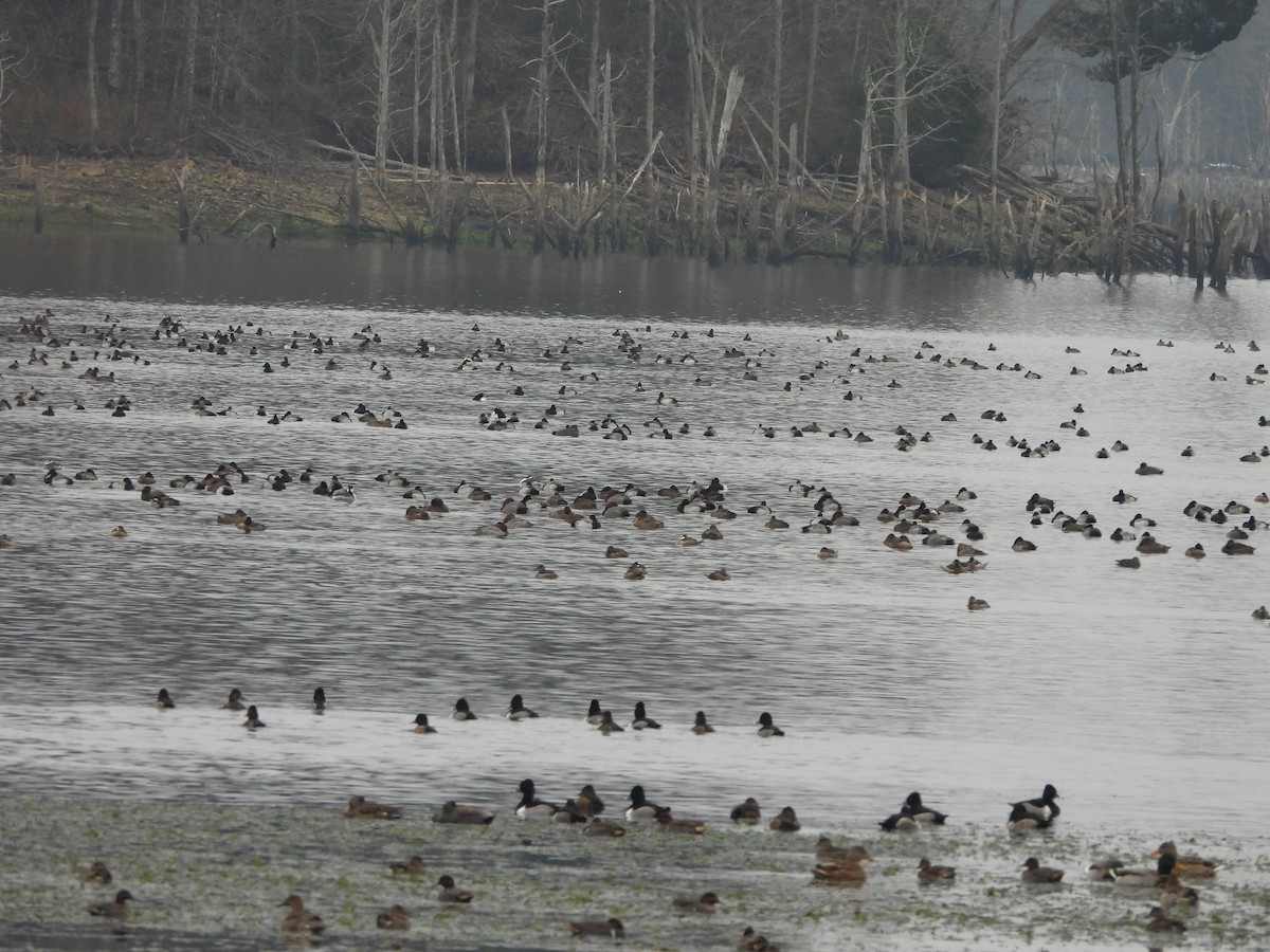 Lesser Scaup - ML646421452