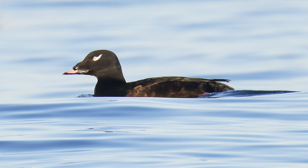 White-winged Scoter - ML646421453
