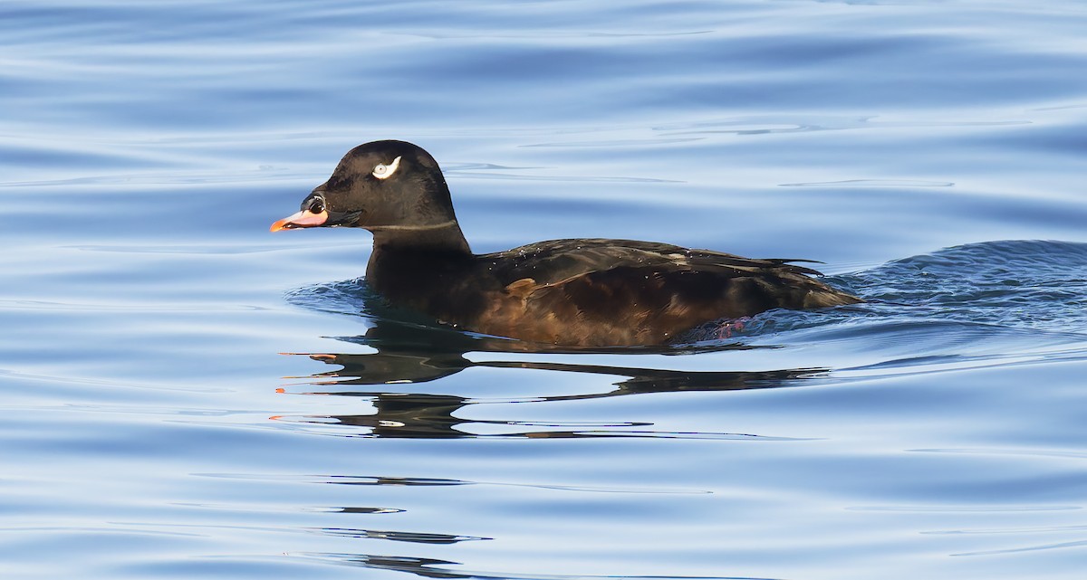 White-winged Scoter - ML646421454