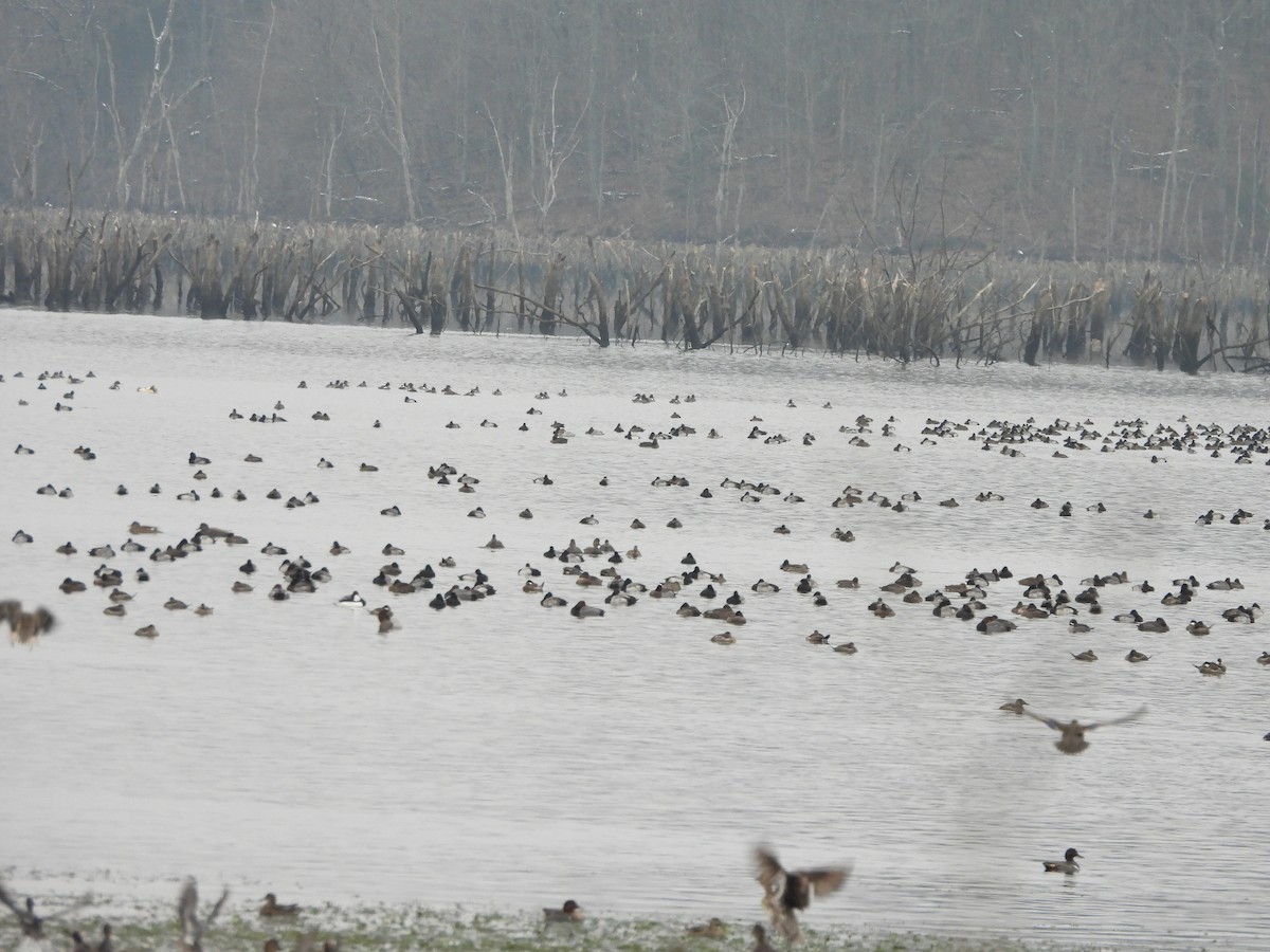 Lesser Scaup - ML646421455