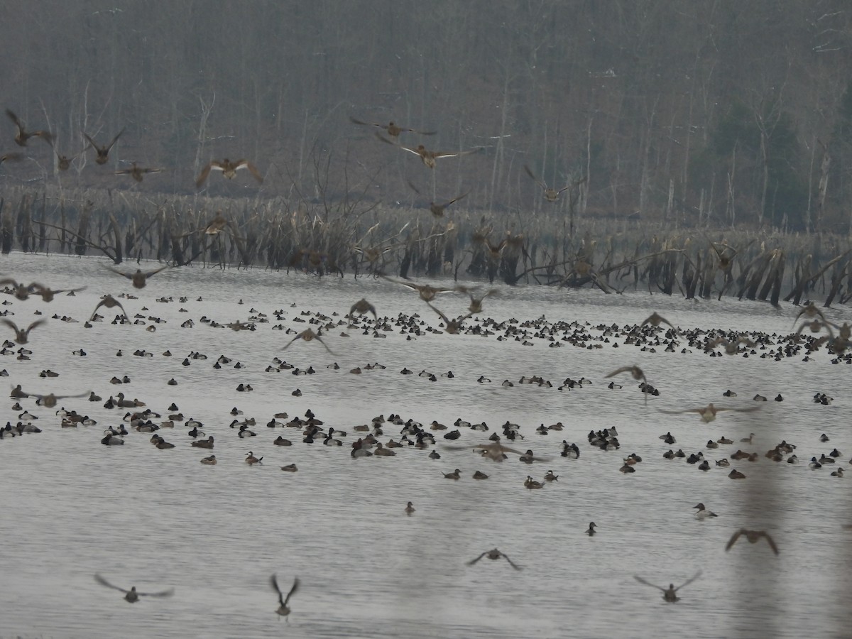 Lesser Scaup - ML646421456