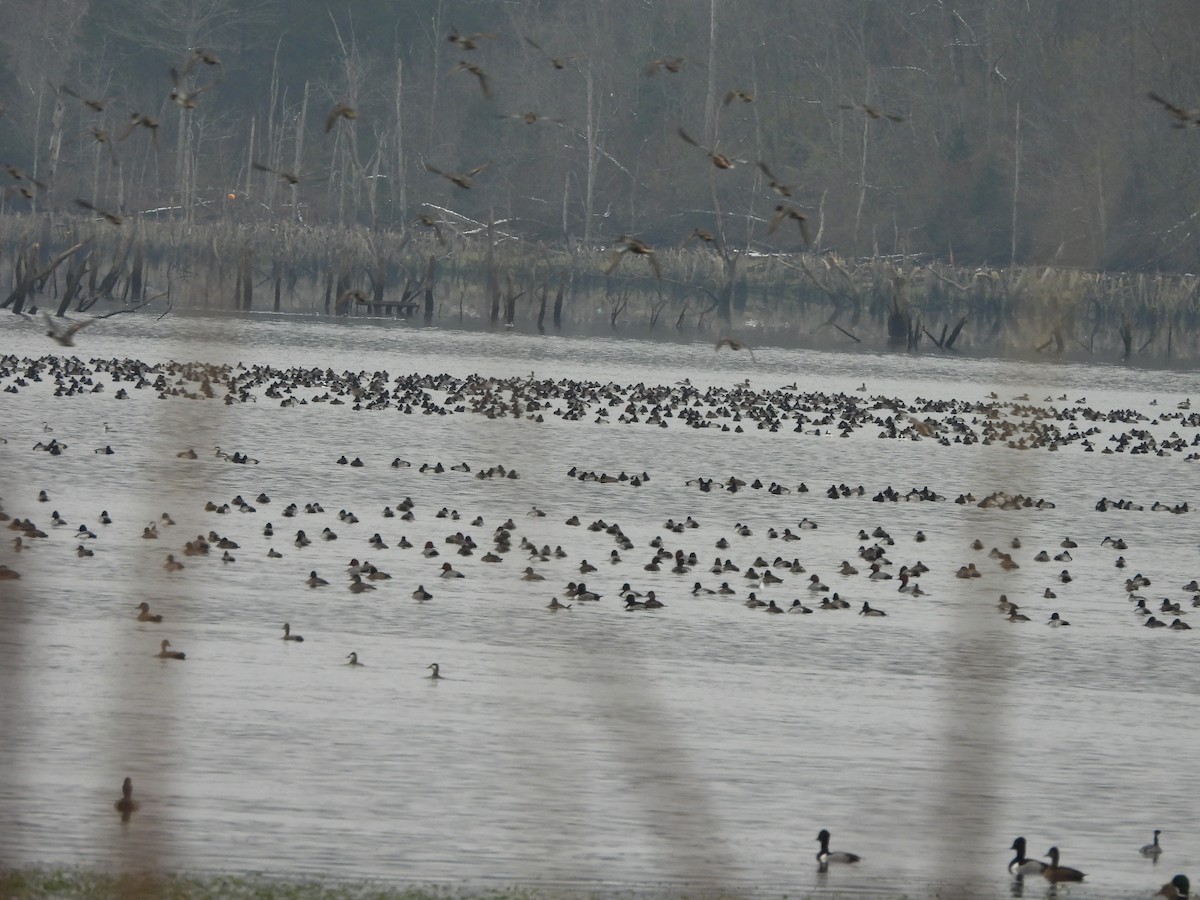 Lesser Scaup - ML646421457