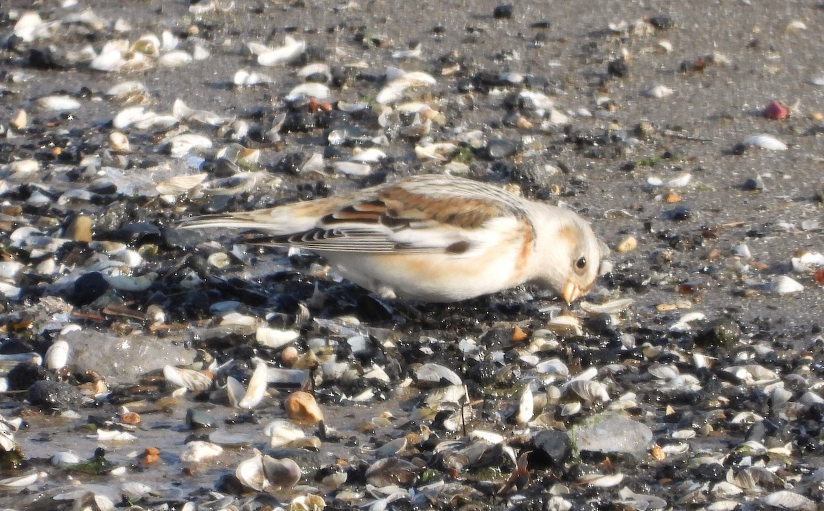Snow Bunting - ML646421458