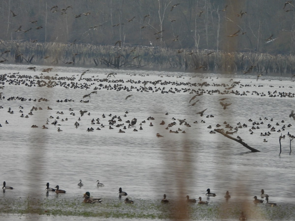 Lesser Scaup - ML646421459