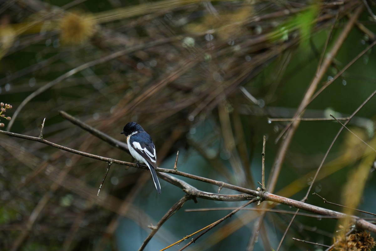 White-bellied Minivet - ML646421461