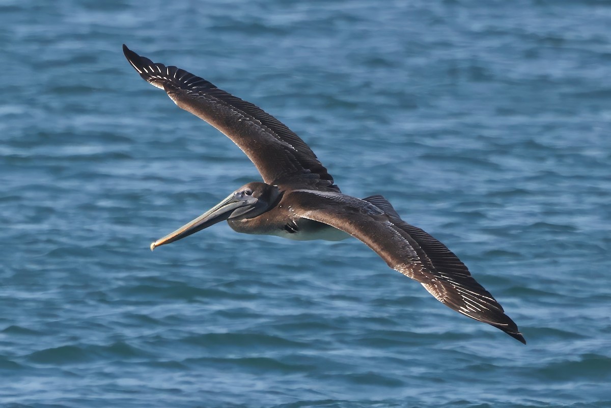 Brown Pelican - ML646421463