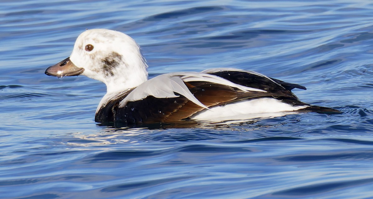 Long-tailed Duck - ML646421464