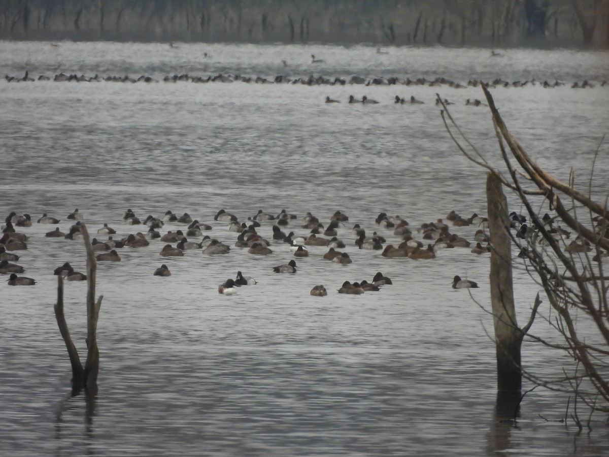 Lesser Scaup - ML646421465
