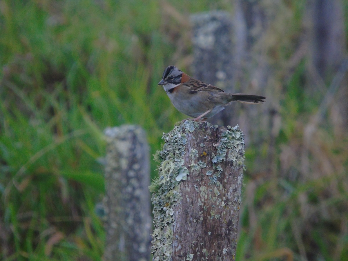 Rufous-collared Sparrow - ML646421466