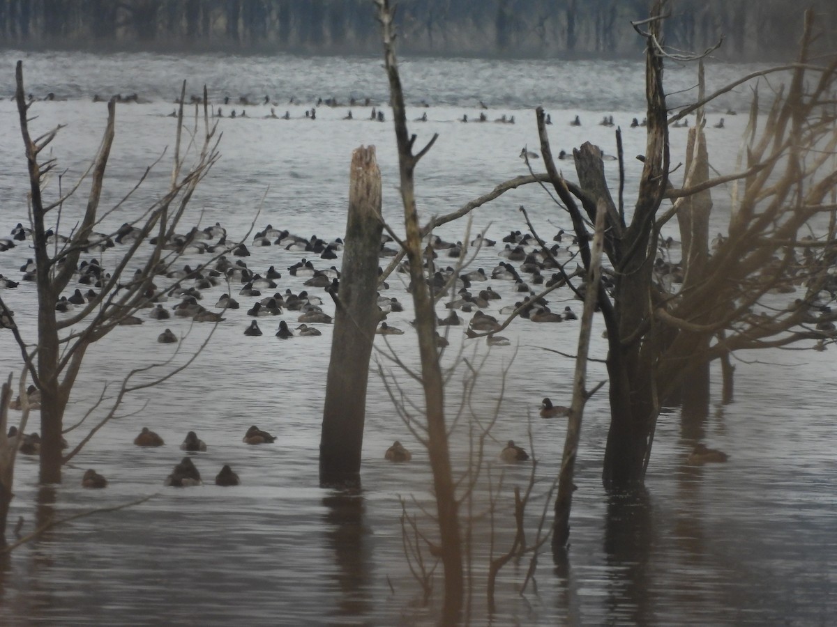 Lesser Scaup - ML646421467