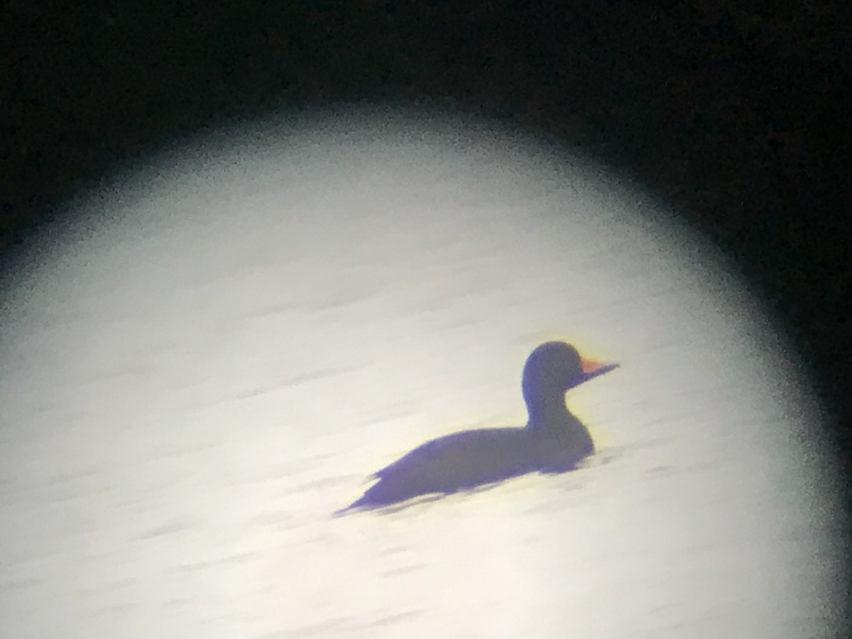 Black Scoter - ML646421468