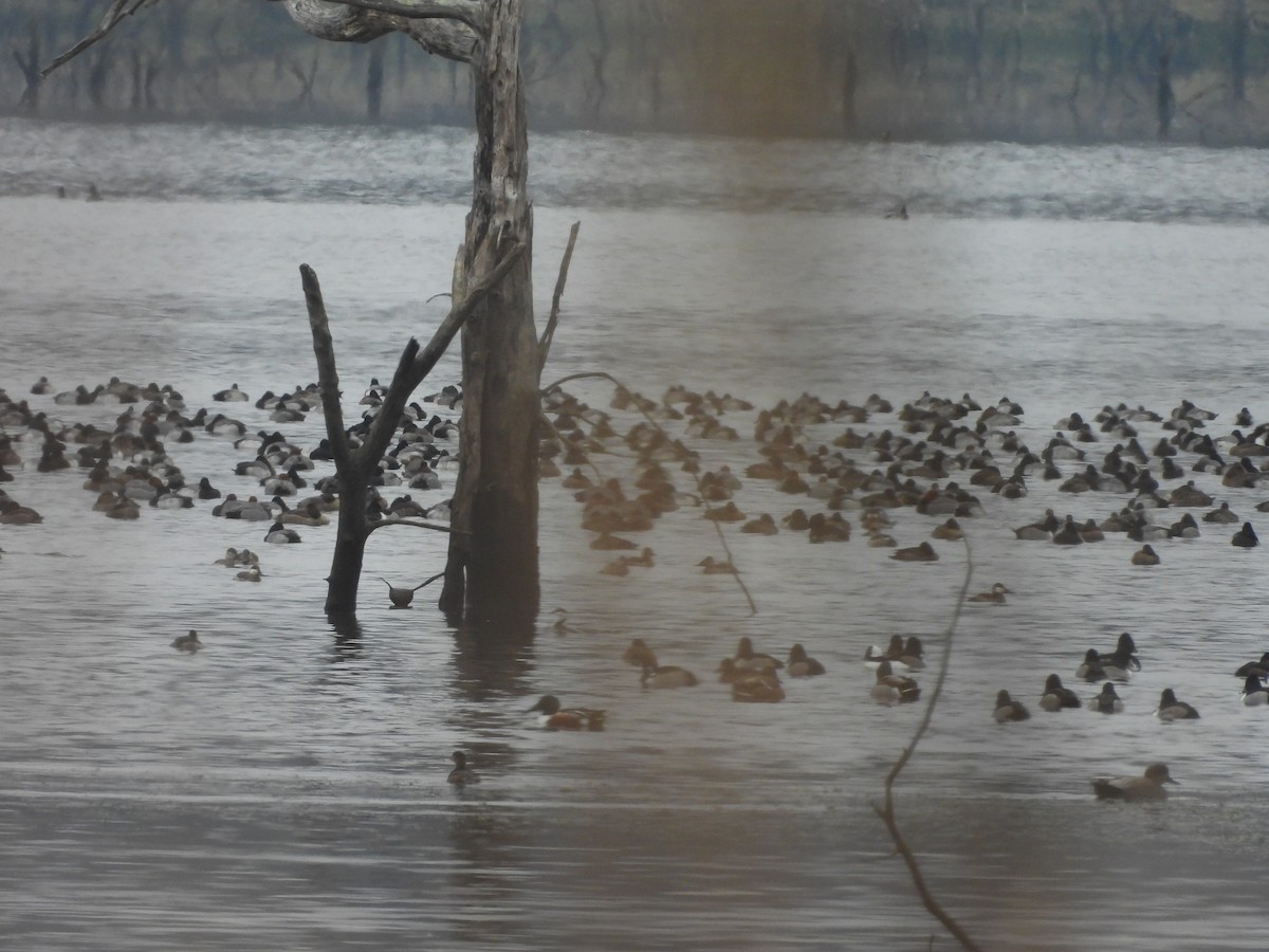 Lesser Scaup - ML646421470