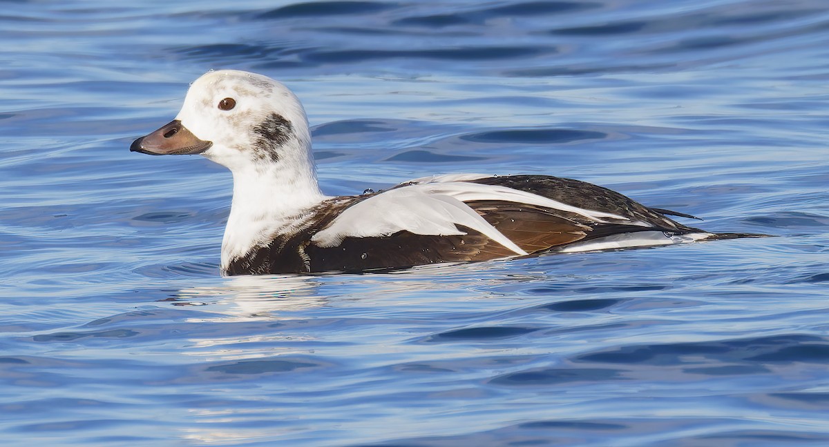 Long-tailed Duck - ML646421471