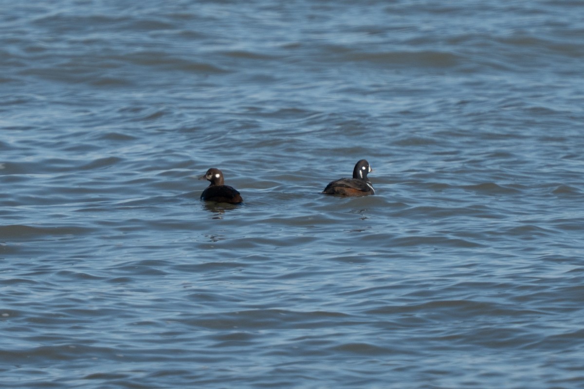 Каменярка - ML646421472