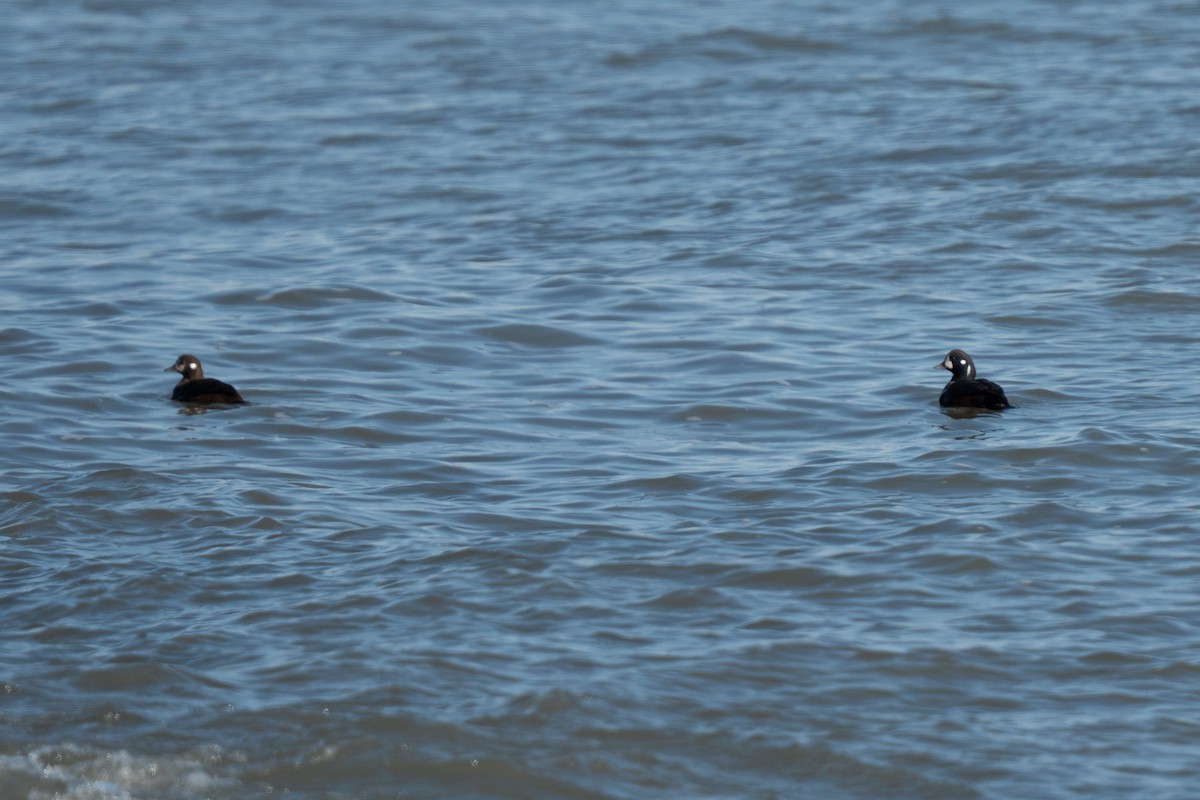 Каменярка - ML646421473