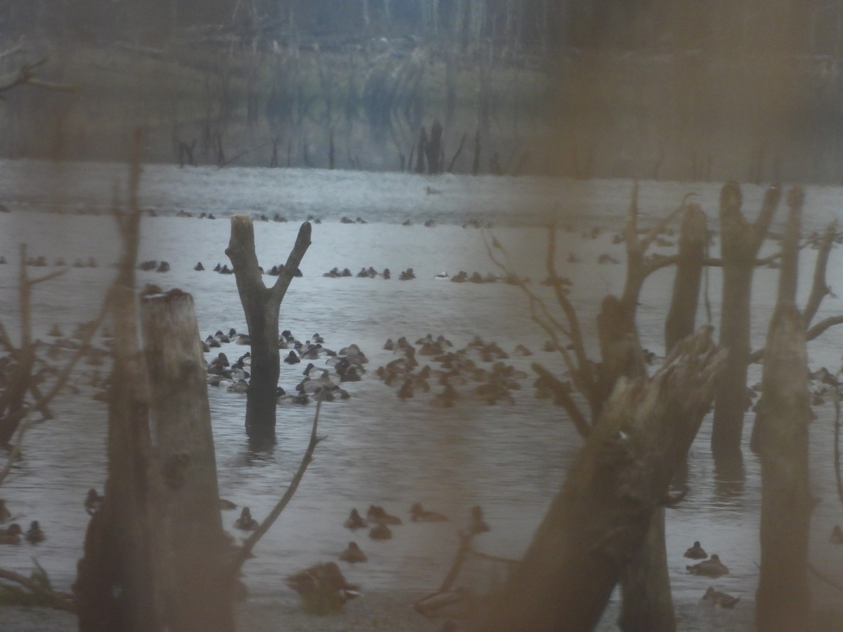 Lesser Scaup - ML646421474