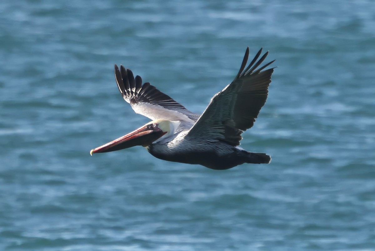 Brown Pelican - ML646421477
