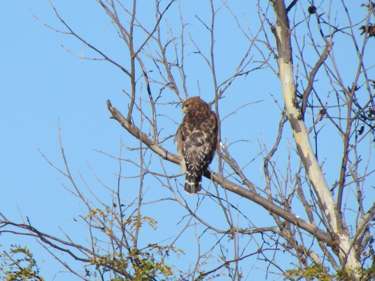 Red-shouldered Hawk - ML646421478