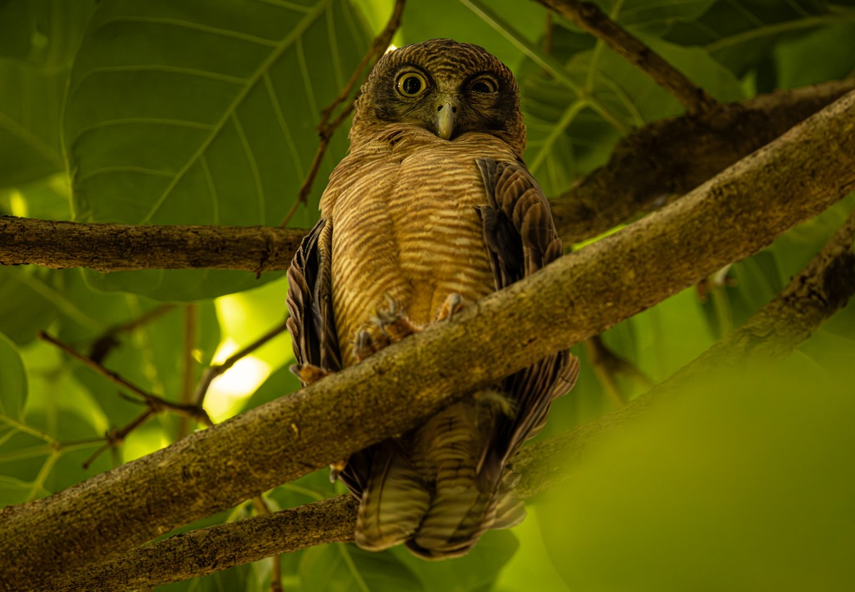 Rufous Owl - ML646421480
