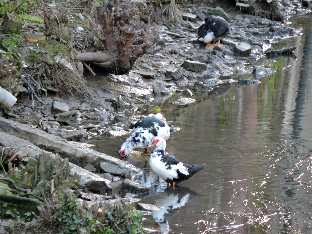 Muscovy Duck (Domestic type) - ML646421481