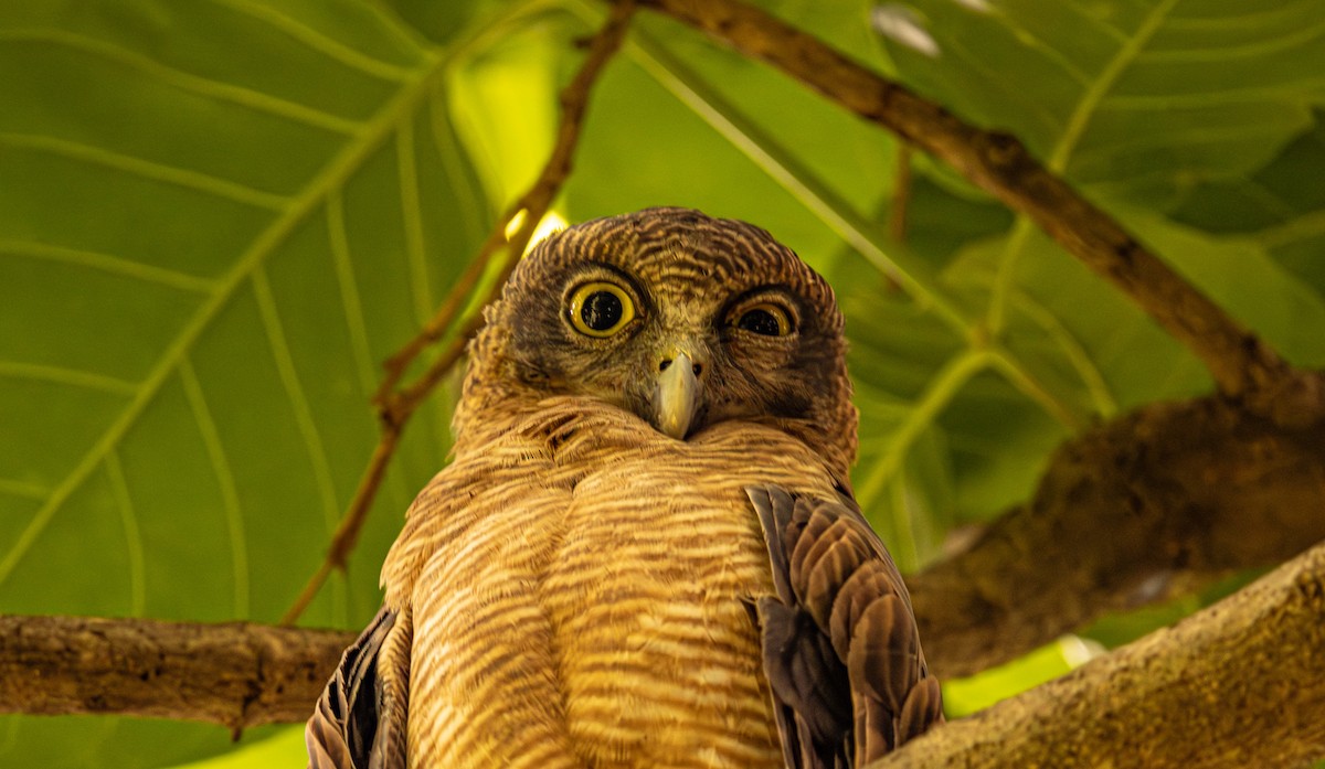 Rufous Owl - ML646421482
