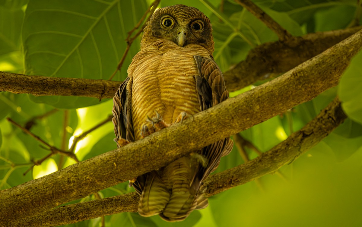 Rufous Owl - ML646421483