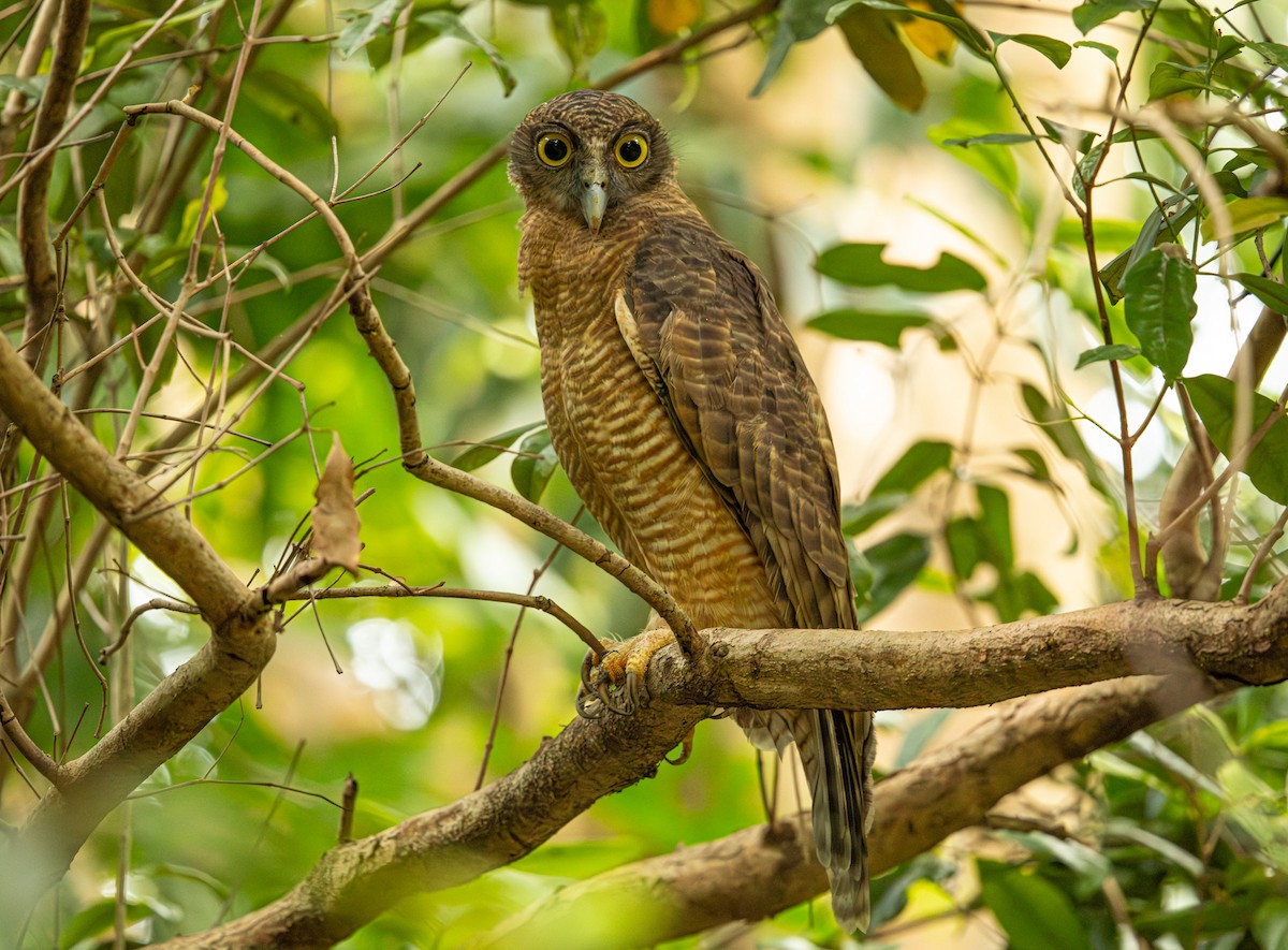 Rufous Owl - ML646421485