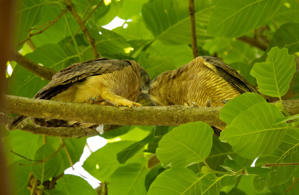 Rufous Owl - ML646421486