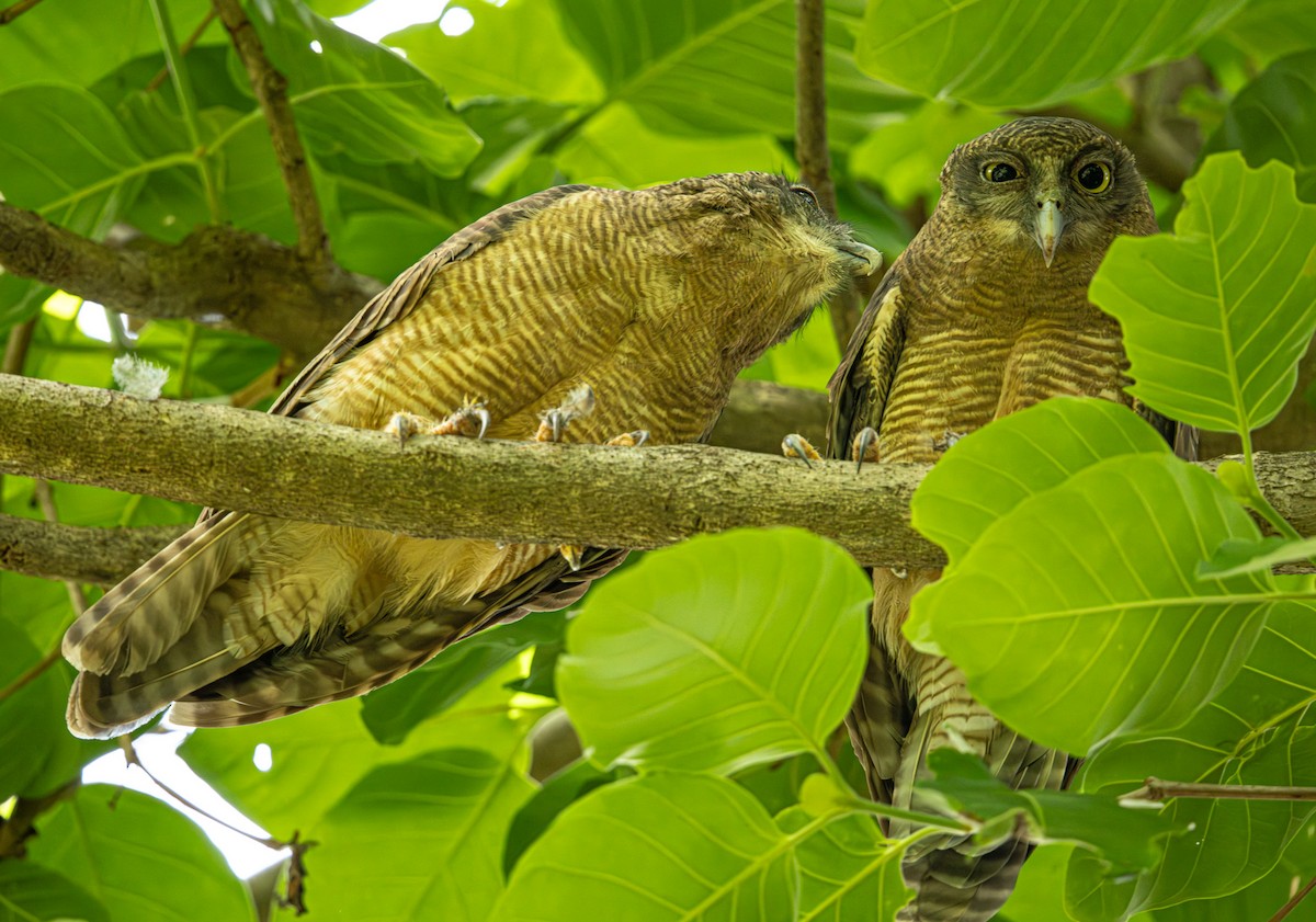 Rufous Owl - ML646421487