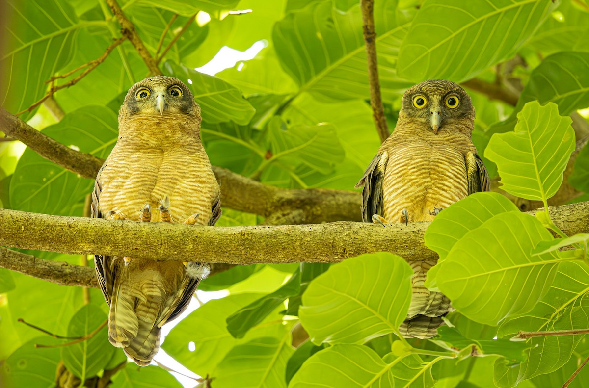 Rufous Owl - ML646421488