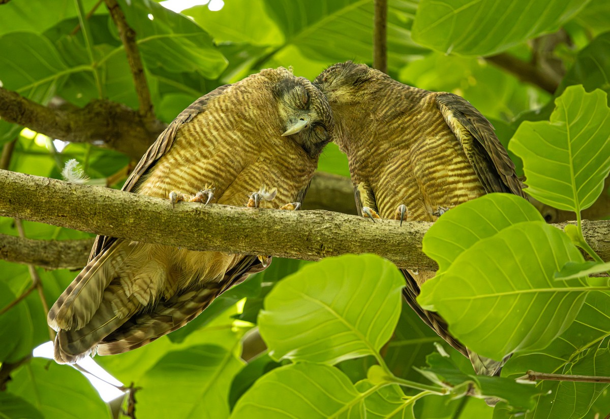 Rufous Owl - ML646421489