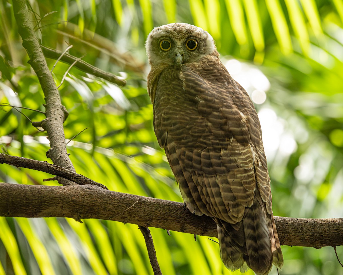 Rufous Owl - ML646421490