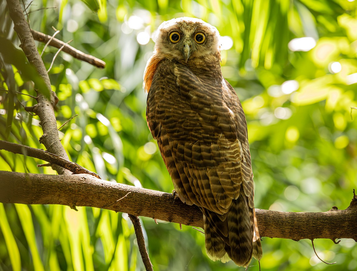 Rufous Owl - ML646421491