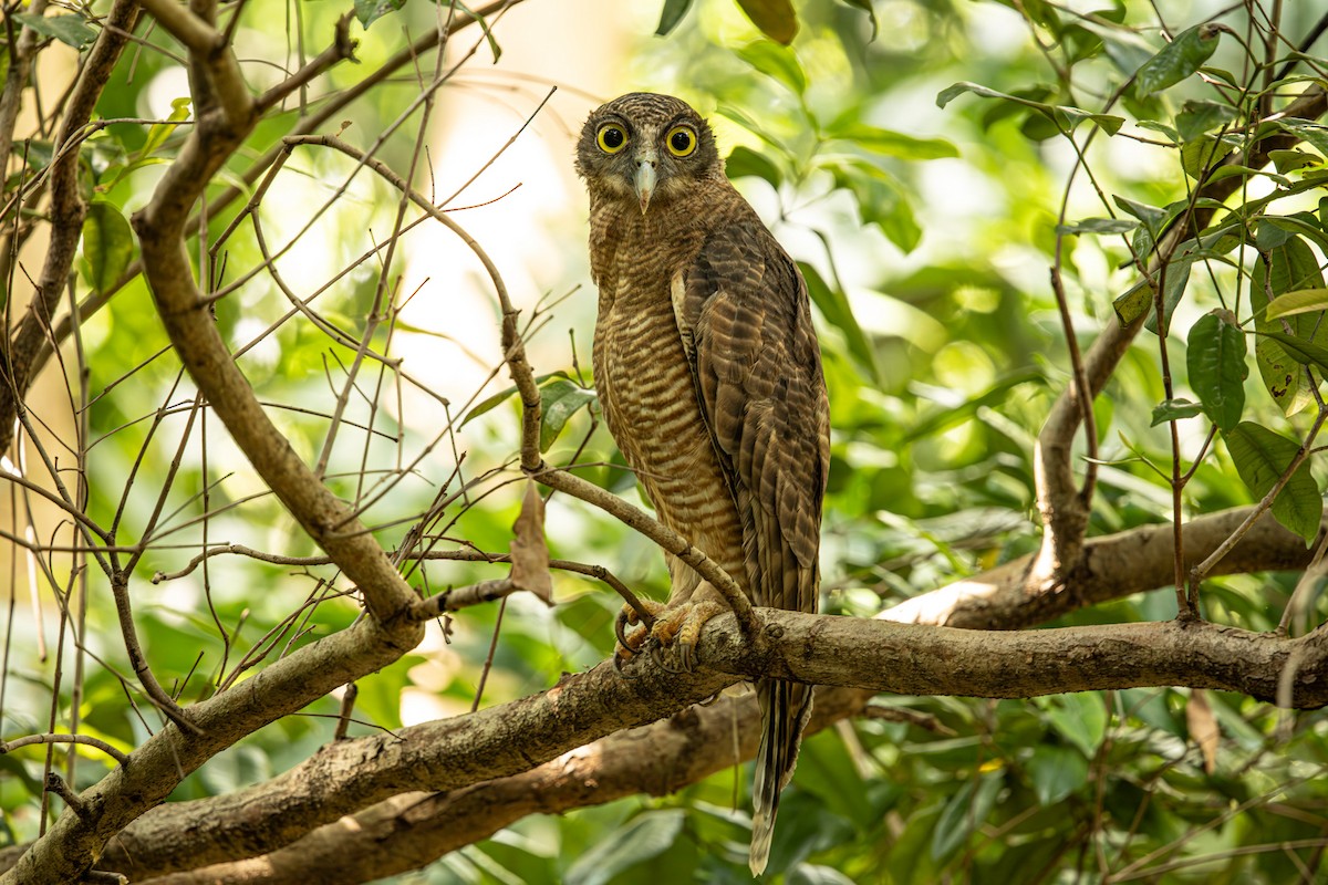 Rufous Owl - ML646421493