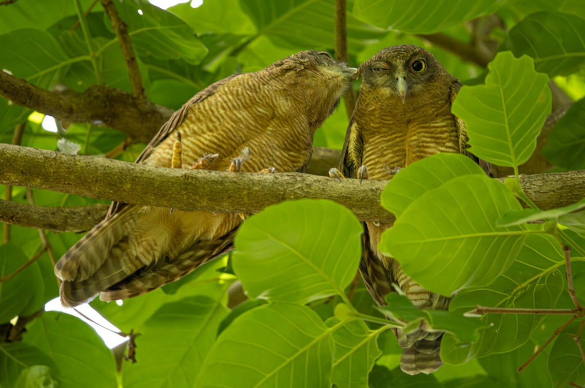 Rufous Owl - ML646421494