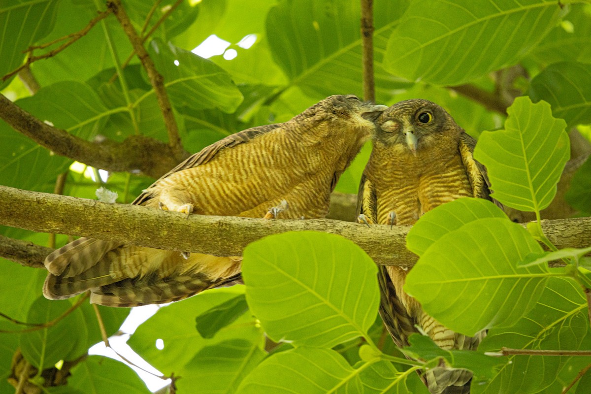 Rufous Owl - ML646421495
