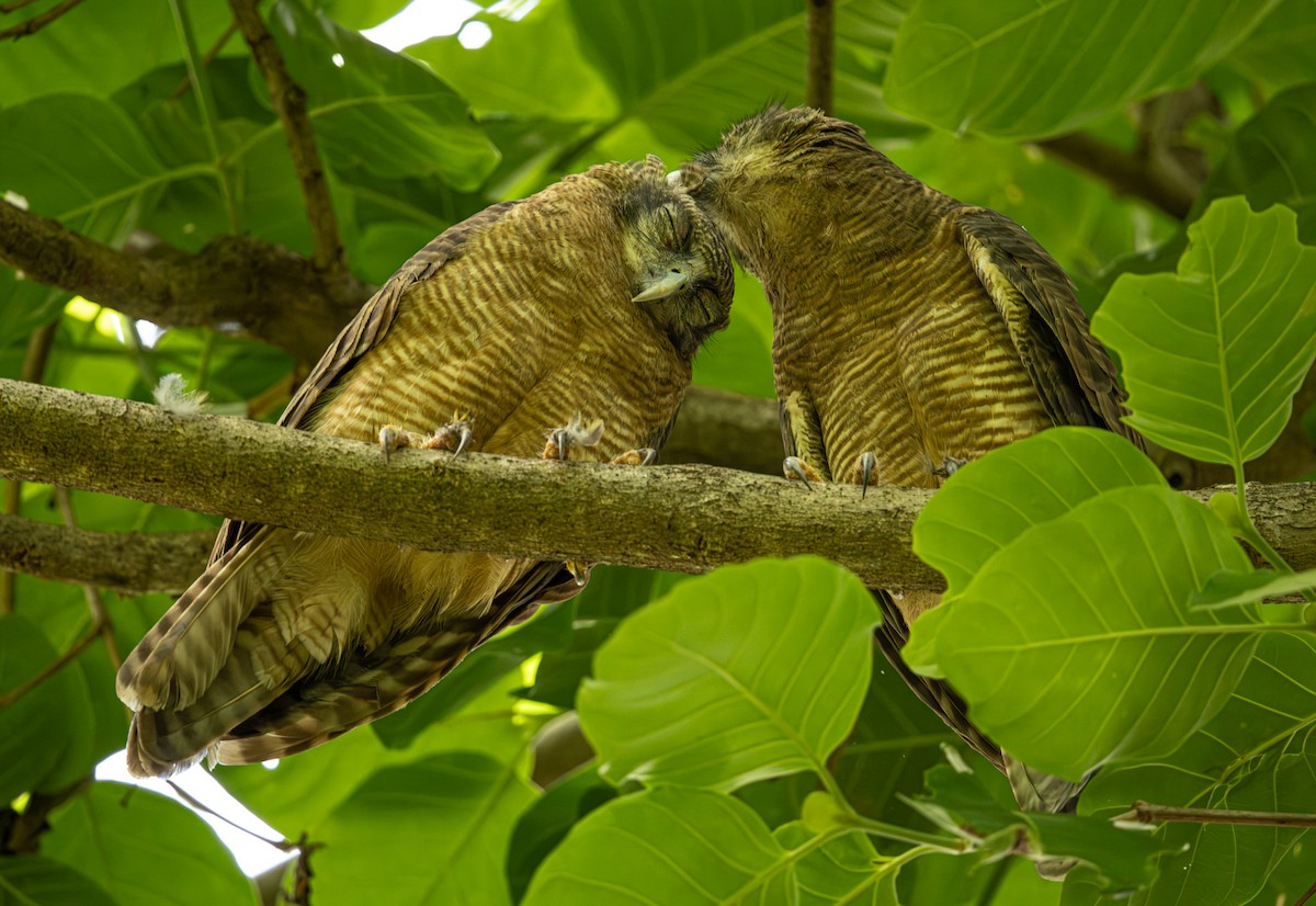 Rufous Owl - ML646421496