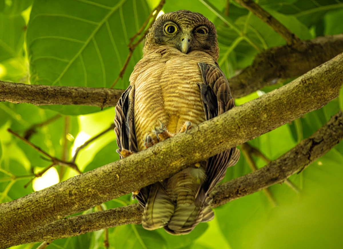 Rufous Owl - ML646421497