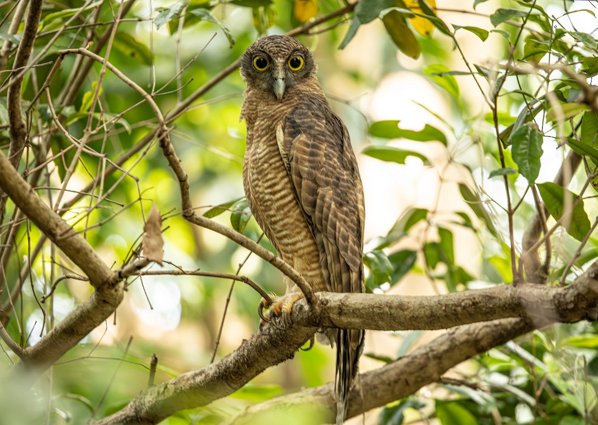 Rufous Owl - ML646421498