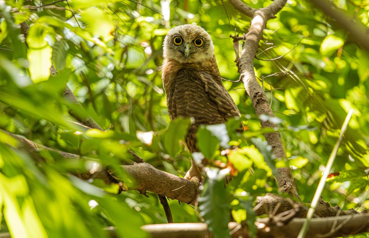 Rufous Owl - ML646421499