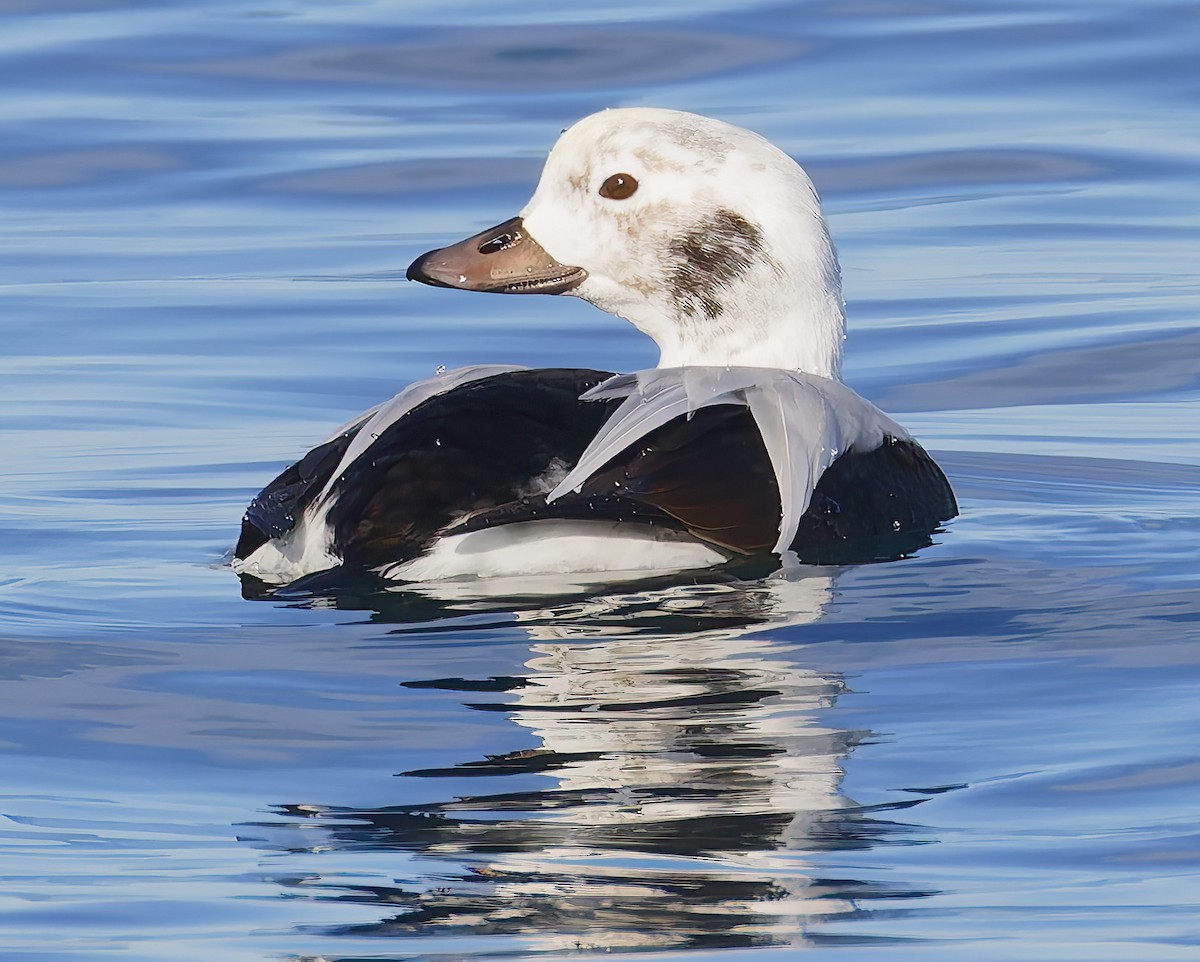 hoholka lední - ML646421501